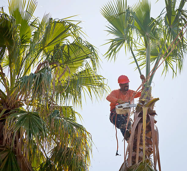 Reliable Terrace Park, OH Tree Care Services Solutions