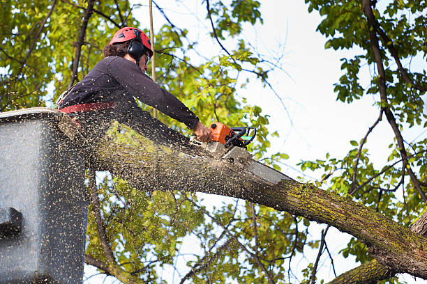 Best Arborist Consultation Services  in Terrace Park, OH